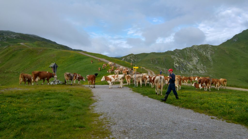 kühe auf dem Alpencross mit dem Fahrrad